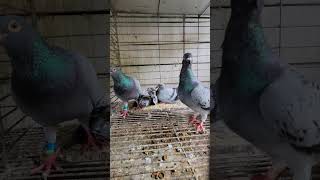 My pigeon So hungry [upl. by Strickler]