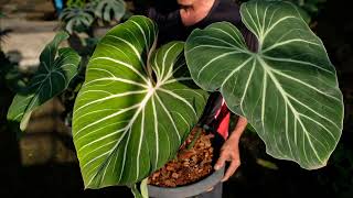 Philodendron Gloriosum  Multi white veins Pinkback [upl. by Lorita]