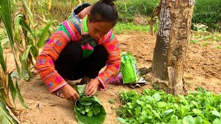 From Seeds to Harvest 17YearOld Single Mom’s Journey in Growing Veggies  Ly Tieu Mai [upl. by Ettenyl]