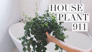 My House Plant Rehab Routine CC [upl. by Eirdua118]