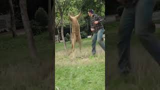 In order to save his pet dog a man beat a kangaroo with two punches making him doubt his life C [upl. by Jayne]