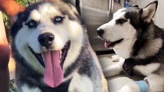 Puppy Bitten by Rattlesnake Treated With Antivenom [upl. by Vary]