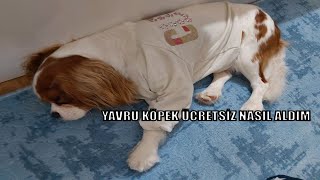 ÜCRETSİZ YAVRU KÖPEK nasıl alınır [upl. by Aseneg922]