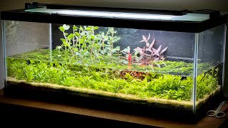 Ecosystem Paludarium  Riparium with Emergent Aquarium Plants Flood [upl. by Muslim]