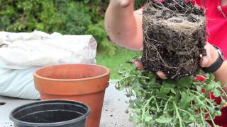 How to Repot Mums  Gardening With Mums [upl. by Mauer]