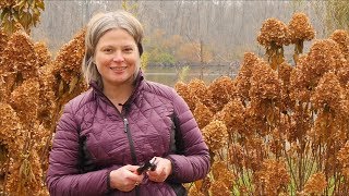 How to Prune Your Panicle Hydrangea in Fall [upl. by Borlow]