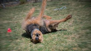 How to Groom an Airedale Terrier with Bows [upl. by Arima729]