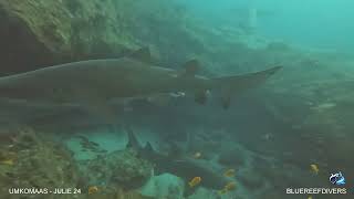 Early morning dive on Aliwal Shoal Raggies galoreCarcharias taurus [upl. by Ecnatsnok]