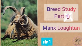 MANX LOAGHTAN  Breed study Part 9 [upl. by Harve]