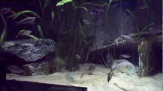 Aquarium de 6000 litres part2  ABYSSE [upl. by Aser486]