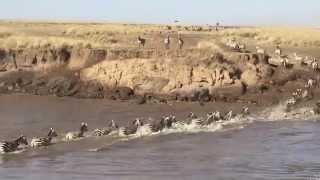 Wildebeest Migration crosses the Mara River [upl. by Othelia168]