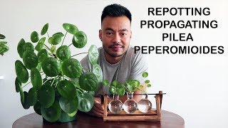 How To Repot amp Propagate  Pilea Peperomioides [upl. by Riatsala]