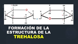 Bioquímica FORMACIÓN DE LA ESTRUCTURA DE LA TREHALOSA [upl. by Whitman449]