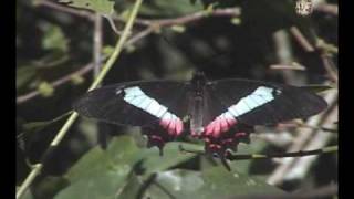 Parides ascanius Borboleta da Praia  Borboleta da Restinga o resgate de uma espécie [upl. by Aihtiekal]