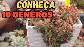 CONHEÇA 30 tipos de SUCULENTAS de VARIOS GENEROS [upl. by Alfredo]