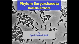 Phylum Euryarchaeota I Domain Archaea I Microbiology I [upl. by Ydoow]