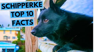 Schipperke  TOP 10 Interesting Facts [upl. by Ramas33]