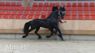 Stamboekhengsten Centraal Onderzoek 2016 [upl. by Erlin]