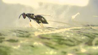 Parasitoid wasp laying eggs [upl. by Albin]