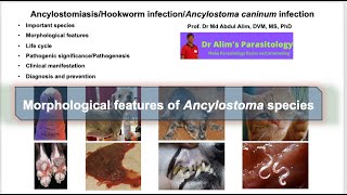 Ancylostoma caninumAncylostomiasisHookworm infection in dog and cats Morphology of hookworm [upl. by Acirederf]