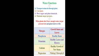 Water and Nutrient Minerals Functions for Plants geneticteacher [upl. by Emily]