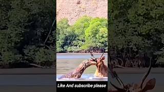 Raw Power Komodo Dragon Attacks Deer in River  Shocking Animal Footage [upl. by Attennaej]