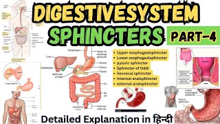 Sphincters in Digestive System  Digestive Tract Anatomy and Physiology [upl. by Depoliti204]