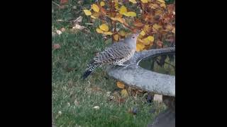 Thirsty Northern Flicker [upl. by Eisenberg]