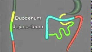 Folding of the Gastrointestinal tract [upl. by Riker]