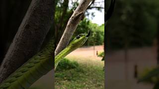 Boomslang snake [upl. by Robaina]