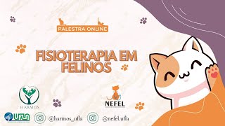 FISIOTERAPIA EM FELINOS 🧡😻💜 [upl. by Keese]