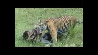 Man vs tiger real [upl. by Hen]