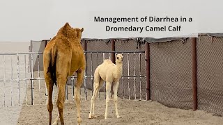 Management of Diarrhea in a Dromedary Camel Calf [upl. by Terrell440]