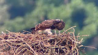 20240728 Darien Osprey [upl. by Micky]