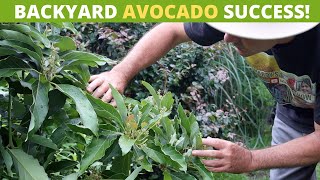 How to Grow an Avocado Tree at Home in Container or Ground [upl. by Mabel821]