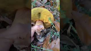 Bomba de boletus pinicola de kilo y medio boletus boletusedulisboletuspinicolaporcini [upl. by Ycniuqal]