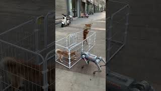 Shiba Inu Open the cage Let me out Shiba Inu golden retriever dog robotdog [upl. by Perrin101]