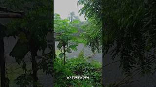 HEAVY MONSOON RAIN ON RIVER BANK  ⛈️🌦️🌧️ rain nature raindsound villagelife rainrelax shorts [upl. by Riobard]