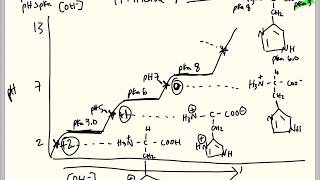 Simplified Titration Curves and Isoelectric Points  Amino Acids Ala His Arg [upl. by Nolyar]