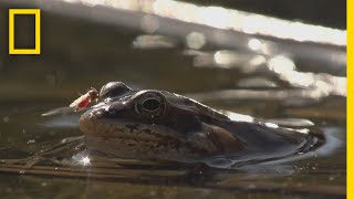 Frogs Come Alive After Winter Thaw  National Geographic [upl. by Schou]