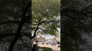 Disfrutando del Parque Central de Puerto Plata con Vistas Impresionantes a los Cruceros turismo [upl. by Karlik874]