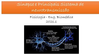 Sinapse e Circuitos Neurais [upl. by Caassi]