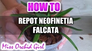 Repotting Neofinetia Falcata Orchid [upl. by Ellenor]