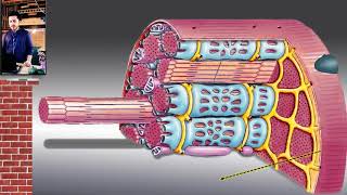 Role of Calcium ion Ca2 duirng Contraction of Skeletal Muscles FSc II Urdu  Hindi [upl. by Ha906]