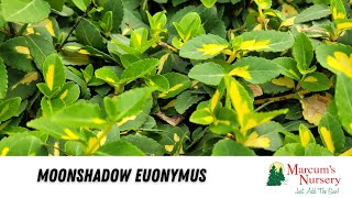 Euonymus  Moonshadow Euonymus [upl. by Mariellen126]