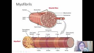 Chap 15 Part 2 Striated Muscle Contraction  Cambridge ALevel 9700 Biology [upl. by Allimrac]