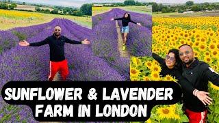 Sunflower amp Lavender Farm in London  Hitchin Lavender  Sunflower Field  Lavender Field  Vlog [upl. by Eiramyllek]