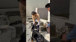 Rottweiler mumma says goodbye to her puppy 😭💔shorts motherlove puppy doglover [upl. by Muhcon]