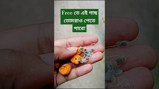 Free তে পেয়ে যাও Passion Flowerplanthunt budget passionflower freeplant easyplanter gardening [upl. by Torrlow319]