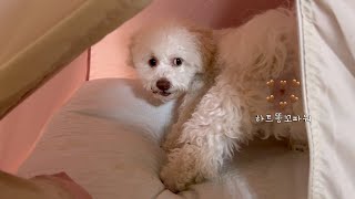 똥꼬마저 🤎인 사랑스런 아기갱얼쥐🐶 [upl. by Azrim181]